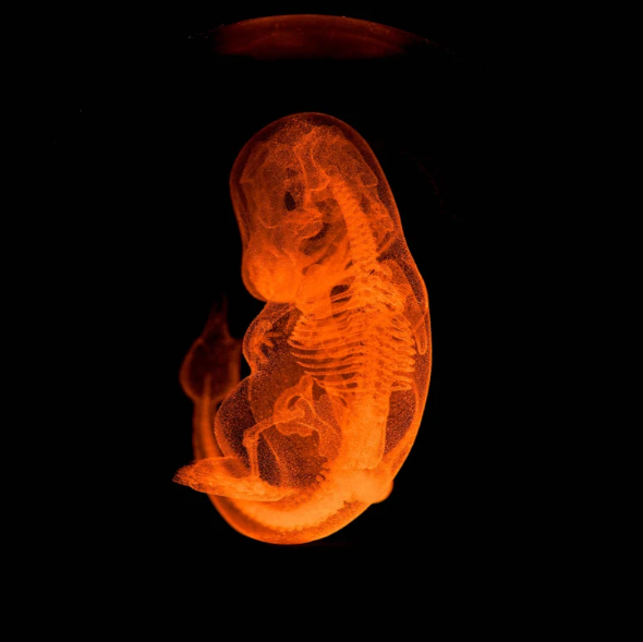 Lámpara de cristal con diseño 3D Pkm